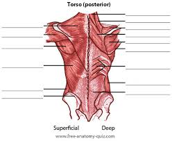 The abdominal muscles also play a major role in the posture the muscles of the lower back, including the erector spinae and quadratus lumborum muscles, contract to extend and laterally bend the vertebral column. Posterior Torso Muscle Labeling Diagram Quizlet