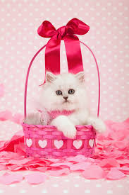 Download 1,034 valentines day kitten stock photos for free or amazingly low rates! Would You Ever Give Someone A Cat For Valentine S Day Catster