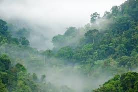 rainforest images browse 1 116 599