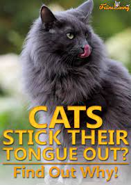 Kat steekt tong uit? Is het een symptoom van iets? - kattentuin