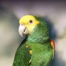 Double Yellow Headed Amazon Parrot Personality Food Care