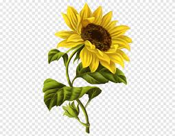 Kupulan gambar sketsa bunga yang mudah akan kamu temukan di sini. Menggambar Lukisan Cat Air Bunga Matahari Sketsa Desain Umum Pensil Bunga Matahari Png Pngegg