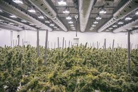 Engages in the production and sale of medical cannabis. Canadian Marijuana Company Canopy Growth Forms Brazilian Partnership The Star