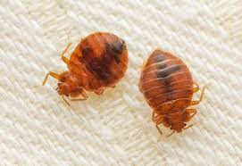 17 Easy Tips To Prevent Bed Bugs