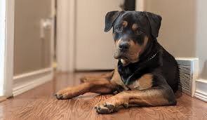 rottweiler 101 the ultimate guide