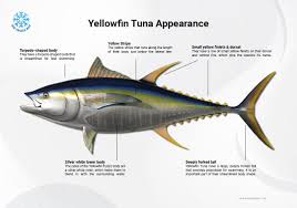 what is yellowfin tuna ahi tuna