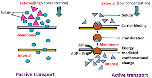 Difference Between Passive And Active Transport With