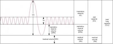 Lung Volumes And Capacities Owlcation