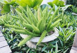 Foxtail Fern Care Tips For Growing
