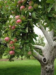 Grow Your Own Apples Dana Mccauley S