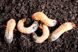 grub worm control dallas