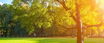 Image result for Tree service