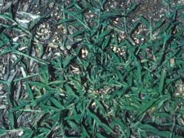 Herbicides Weed Control Manage Image Roundup Scythe Weed Kill