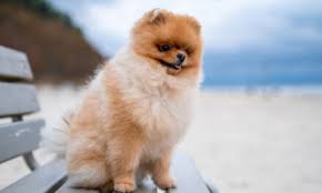 what is the pomeranian dog in