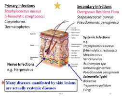 skin micro flashcards quizlet