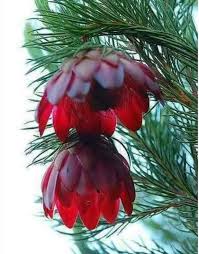 These are top 10 flowers that are able to grow and bloom during bad weather and even lack of water through different seasons of the year. Pine Flower It Blooms Once Every 100 Years Unusual Flowers Unique Flowers Amazing Flowers