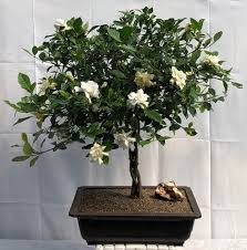 Flowering Gardenia Bonsai Tree Braided