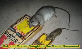 Basement Rats