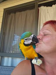 macaw birds gumtree australia free