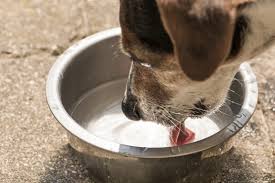 dog diarrhea how to identify it and