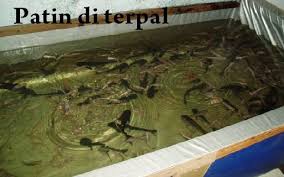Image result for ikan patin