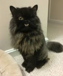 Vitus verdegast, a courtly but tragic man who is returning to the remains of the town he defended before becoming a prisoner of war for fifteen years. Cat With An Underbite And A Wink Is Saved By Vet From Death Row Love Meow