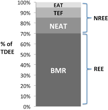 Components Of Total Daily Energy Expenditure Tdee Bmr