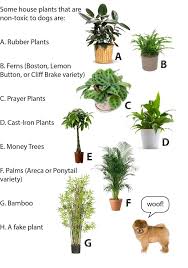 Here Are A Few Dog Safe Potted Plants