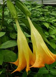 Angel's trumpet care angel's trumpet plants are fairly easy to care for. Tropical Sunset Angel S Trumpet Orange Fragrant Plants Almost Eden