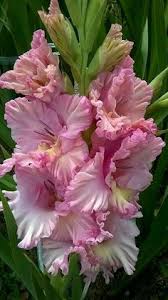 Gladiolus, a genus of perennial flowering plants. 43 Gladioli Gladiole Ideas Gladiolus Plants Gladiolus Flower