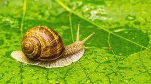 how to get rid of snails 6 natural