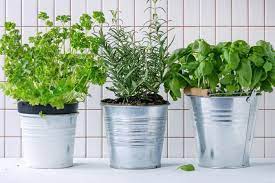 Indoor Herb Garden How To Grow Herbs