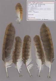 Featherbase