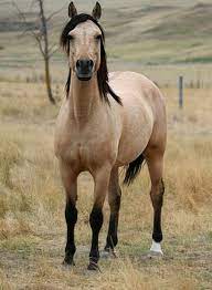 Mustang horses are known to be one of the harder breeds to break. Beautiful Mustang Horses Pretty Horses Buckskin Horse