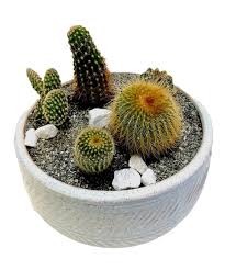 Cactus Plants Bagoy S Florist Home