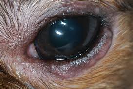 keratoconjunctivitis sicca in dogs
