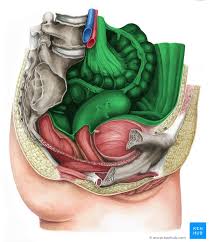peritoneal cavity anatomy and recesses