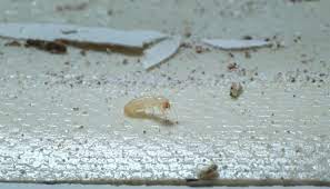 why termite droppings from the ceiling