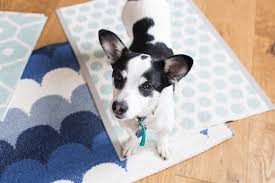 pet friendly rugs finding silver pennies