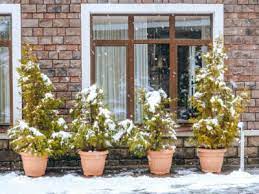 Potted Trees That Survive Winter