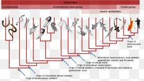 Deeeep Io Evolution Phylogenetic Tree Life Diagram Png