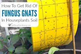 fungus gnats in houseplants