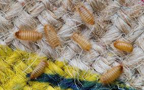 carpet beetles and causes