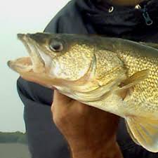 Fishing Lake Erie Walleye Jumbo Perch Smallmouth Bass
