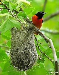 Baltimore oriole nest details and identification