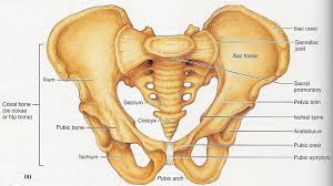 Pelvis Anatomy Recon Orthobullets