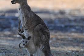 how does kangaroo joey eliminate waste