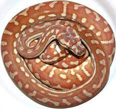 hypo carpet python traits morphpedia