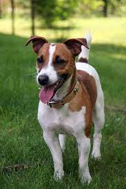 Over 12,758 jack russell puppy pictures to choose from, with no signup needed. Jack Russell Terrier Wikipedia