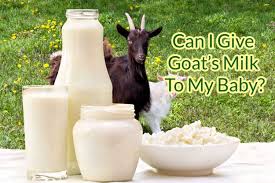 can i give goat s milk to baby being